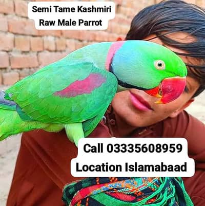 Semi Tame Kashmiri Raw Male Parrot In Reasonable Price With Small Cage