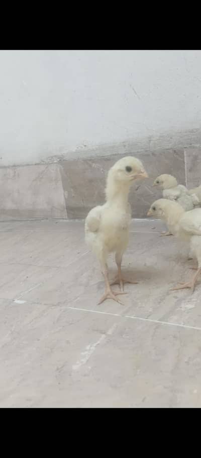 shamo chicks