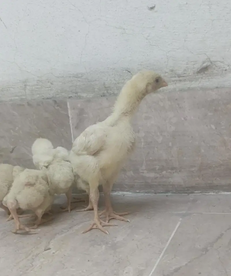 shamo chicks — photo 2