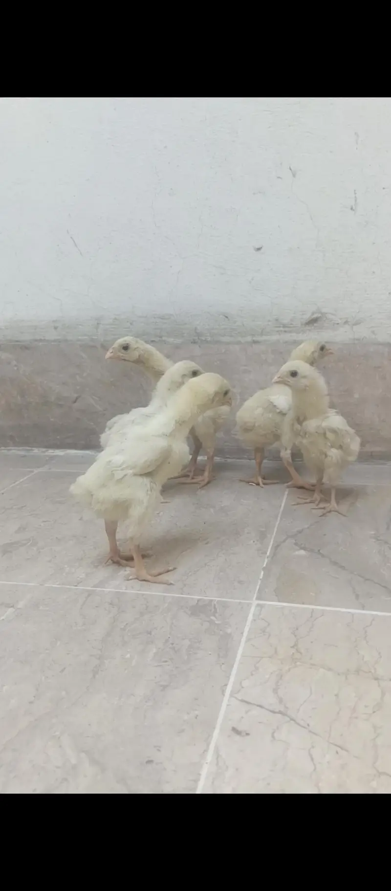 shamo chicks — photo 3