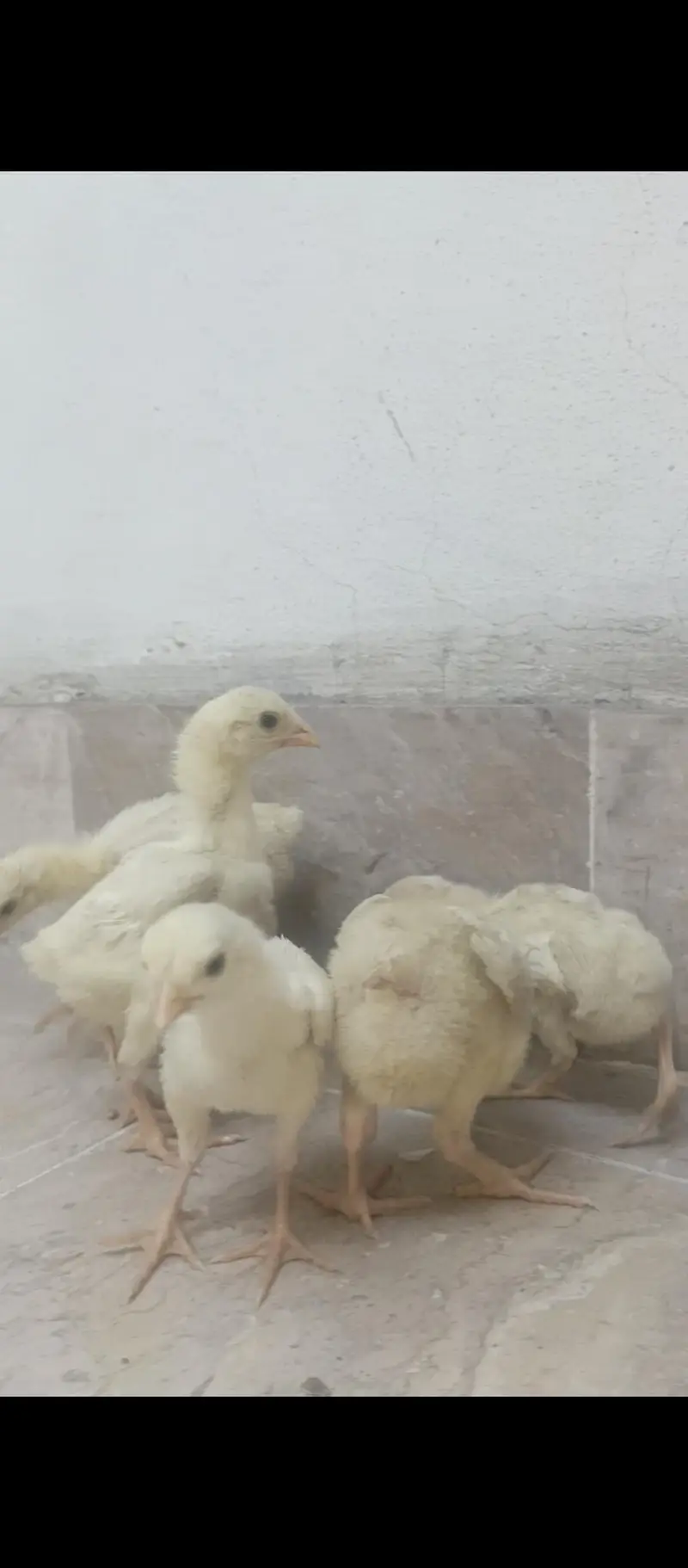 shamo chicks — photo 4
