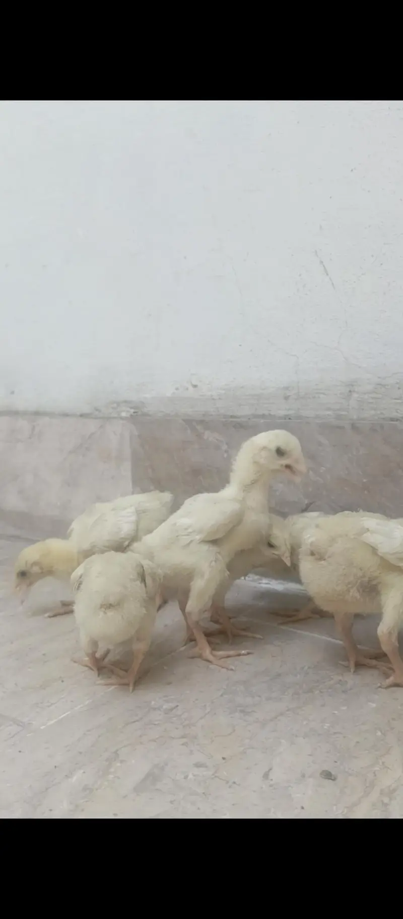 shamo chicks — photo 5