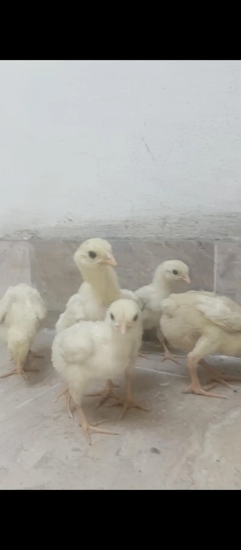 shamo chicks — photo 6