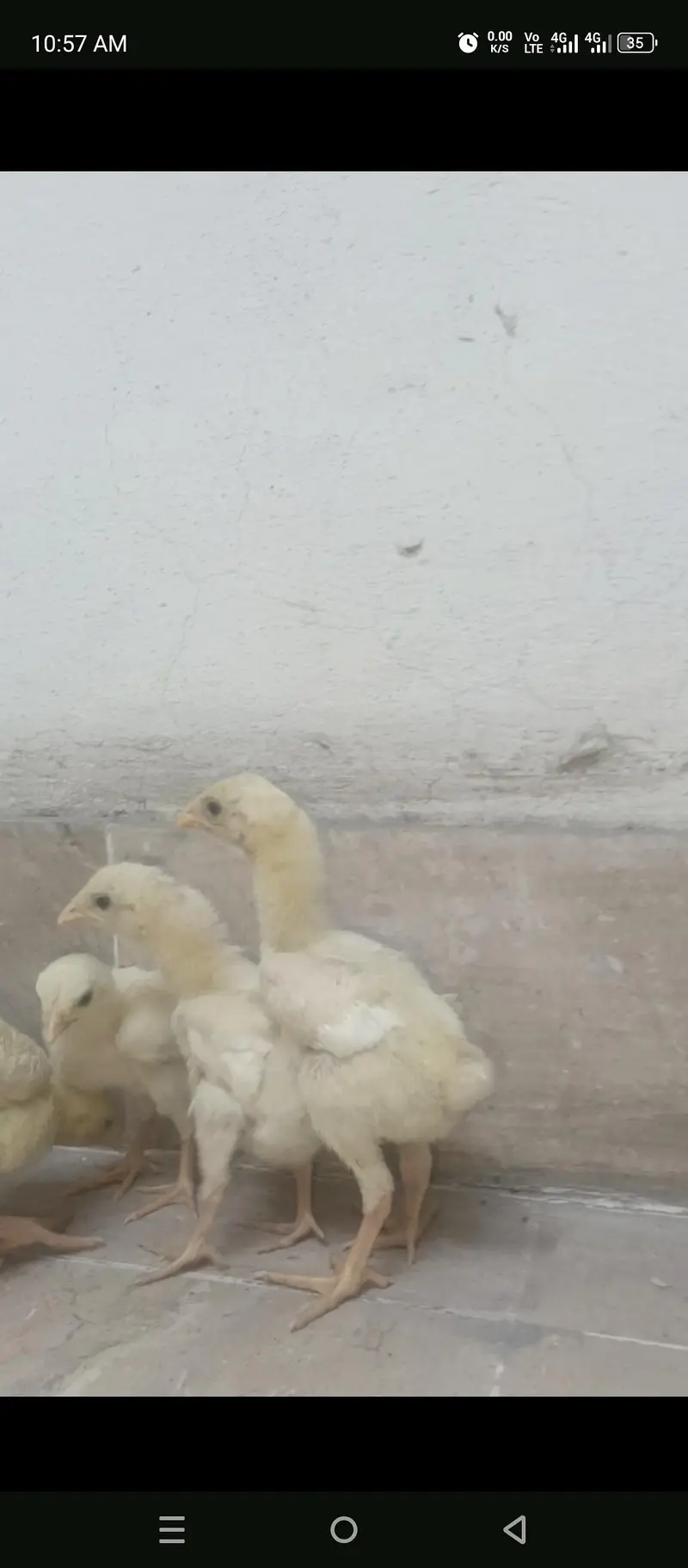 shamo chicks — photo 7