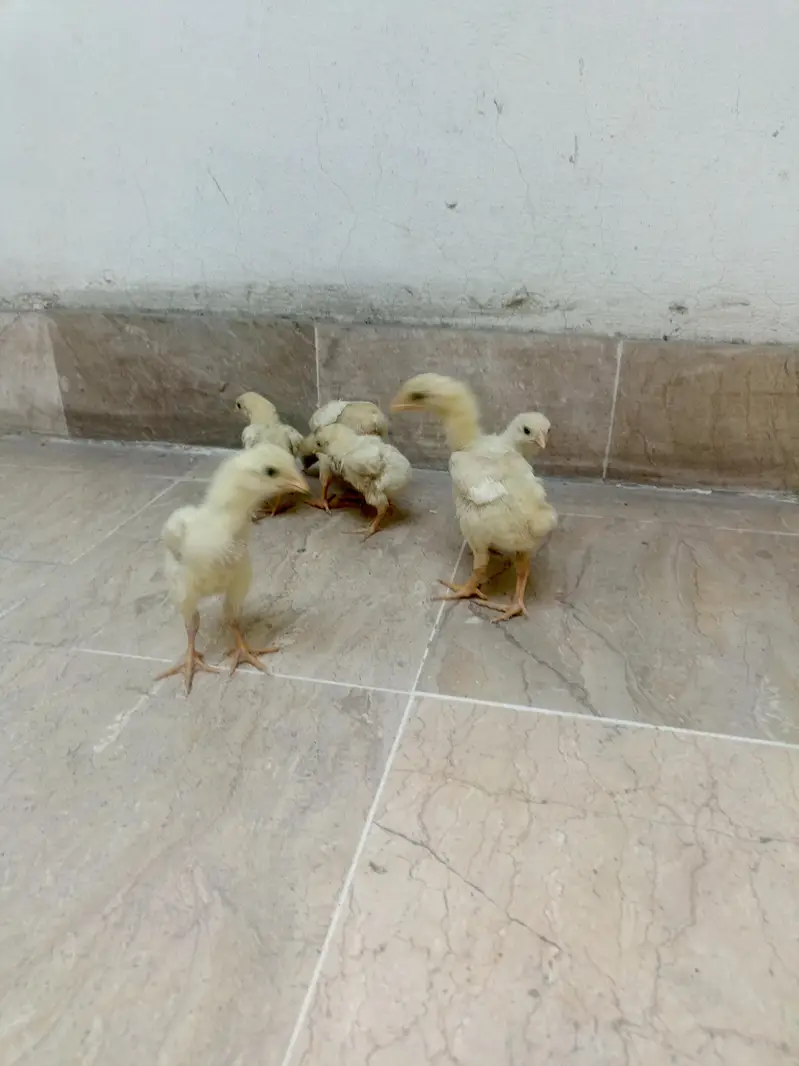 shamo chicks — photo 8