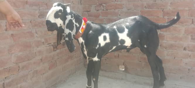 quality wala bakra 03260441527