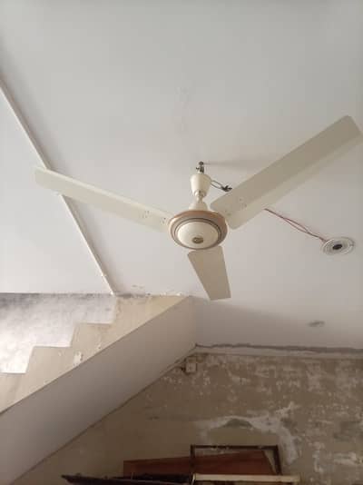 Royal fan 10/10good