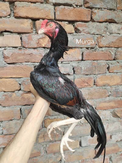 Aseel chiks & murga