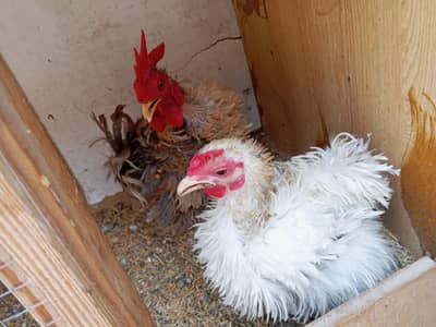 Frizzle Bantam Pair