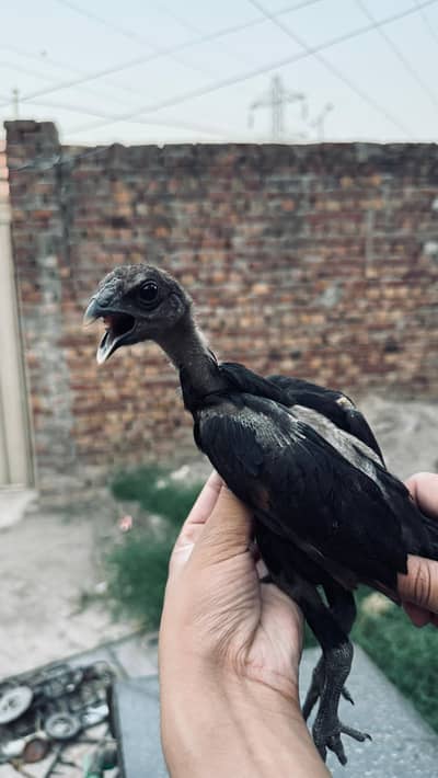 Black Dragon Chicks