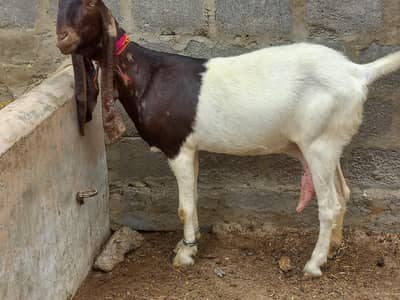 Kamori Bakri