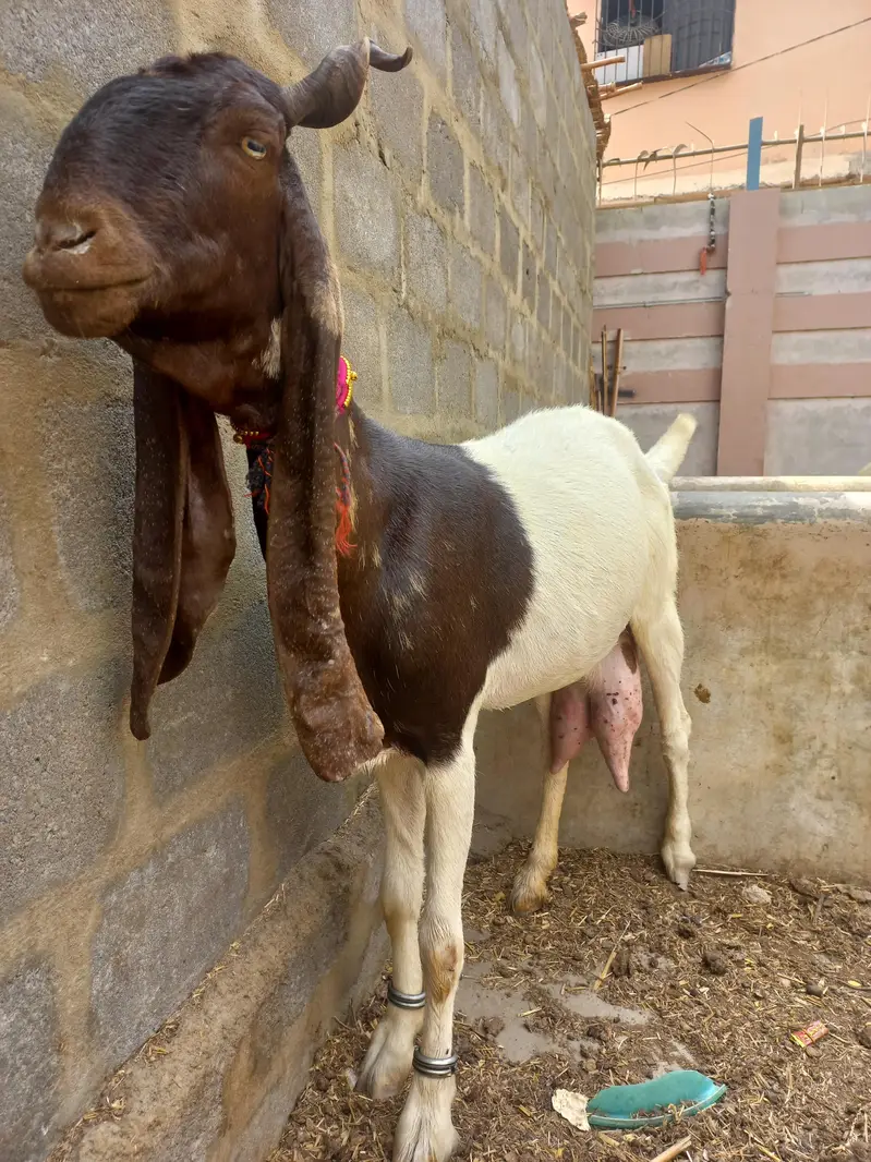 Kamori Bakri — photo 2