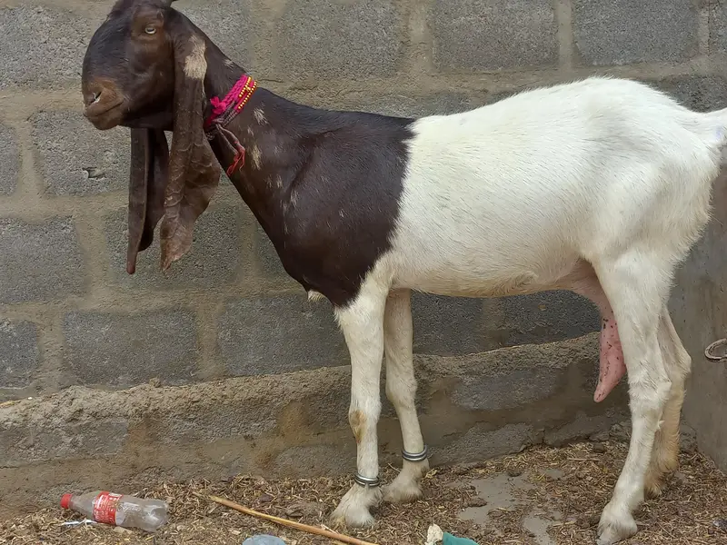 Kamori Bakri — photo 3