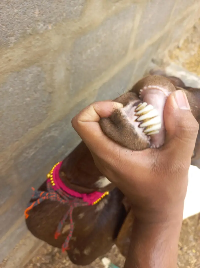 Kamori Bakri — photo 4