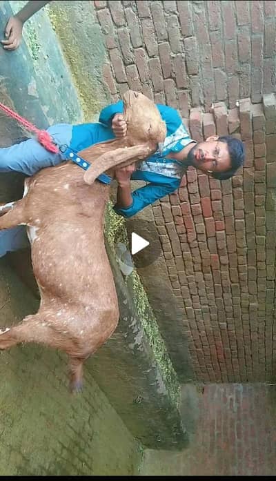 bakri 2.50month gaban hai