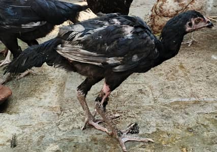 Aseel Home breed