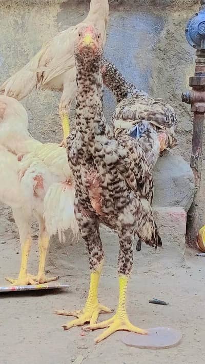 pure aseel shamo_White Shamo Chick|Quality bird|king size/aseel chicks