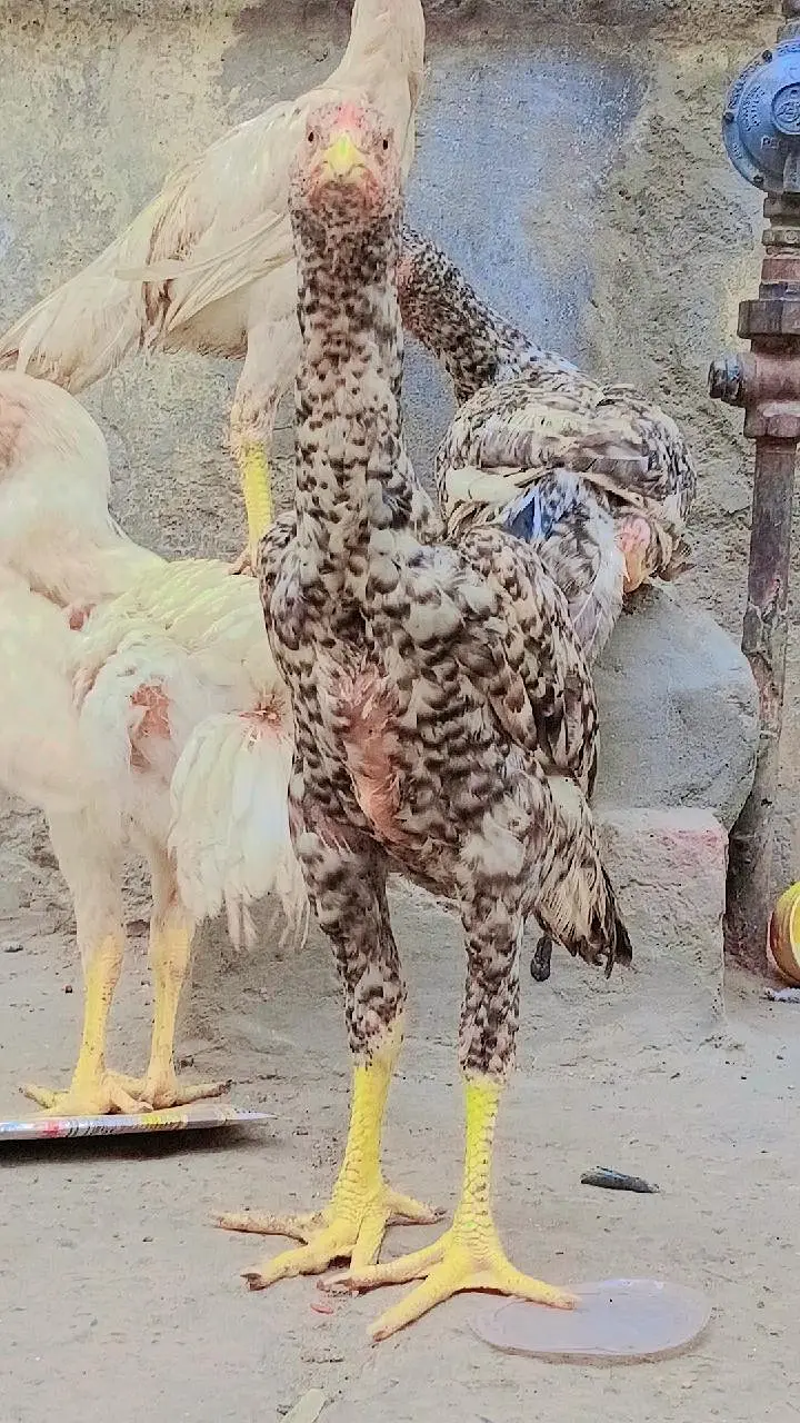 pure aseel shamo_White Shamo Chick|Quality bird|king size/aseel chicks