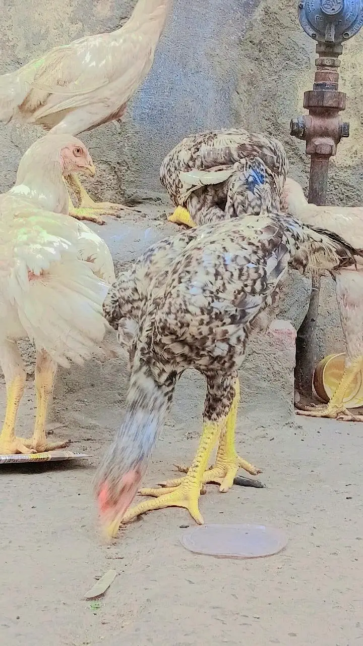 pure aseel shamo_White Shamo Chick|Quality bird|king size/aseel chicks — photo 11