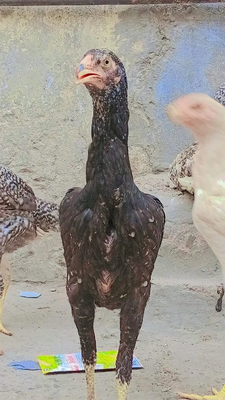 pure aseel shamo_White Shamo Chick|Quality bird|king size/aseel chicks — photo 12