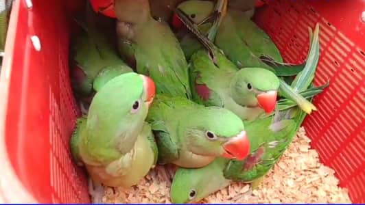 Pahari Alexander Parrot