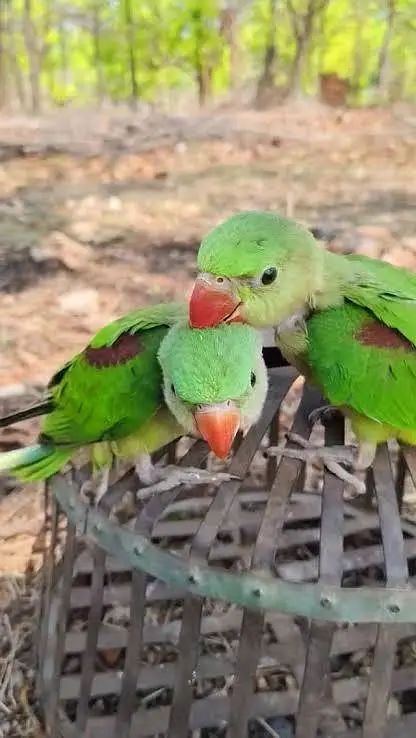 Pahari Alexander Parrot — photo 2