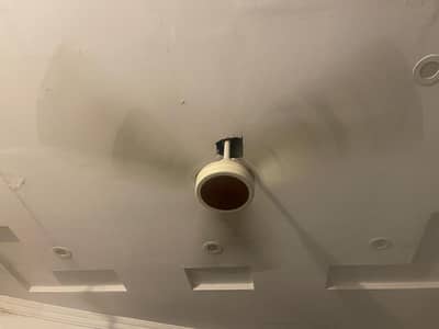 celling fan