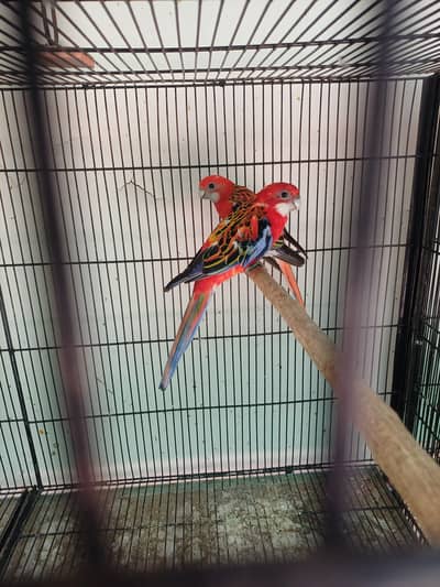 Rosella breeder pair