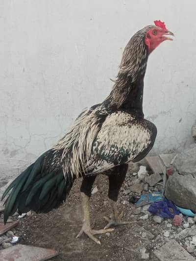 Pakistani + barmi croos patha