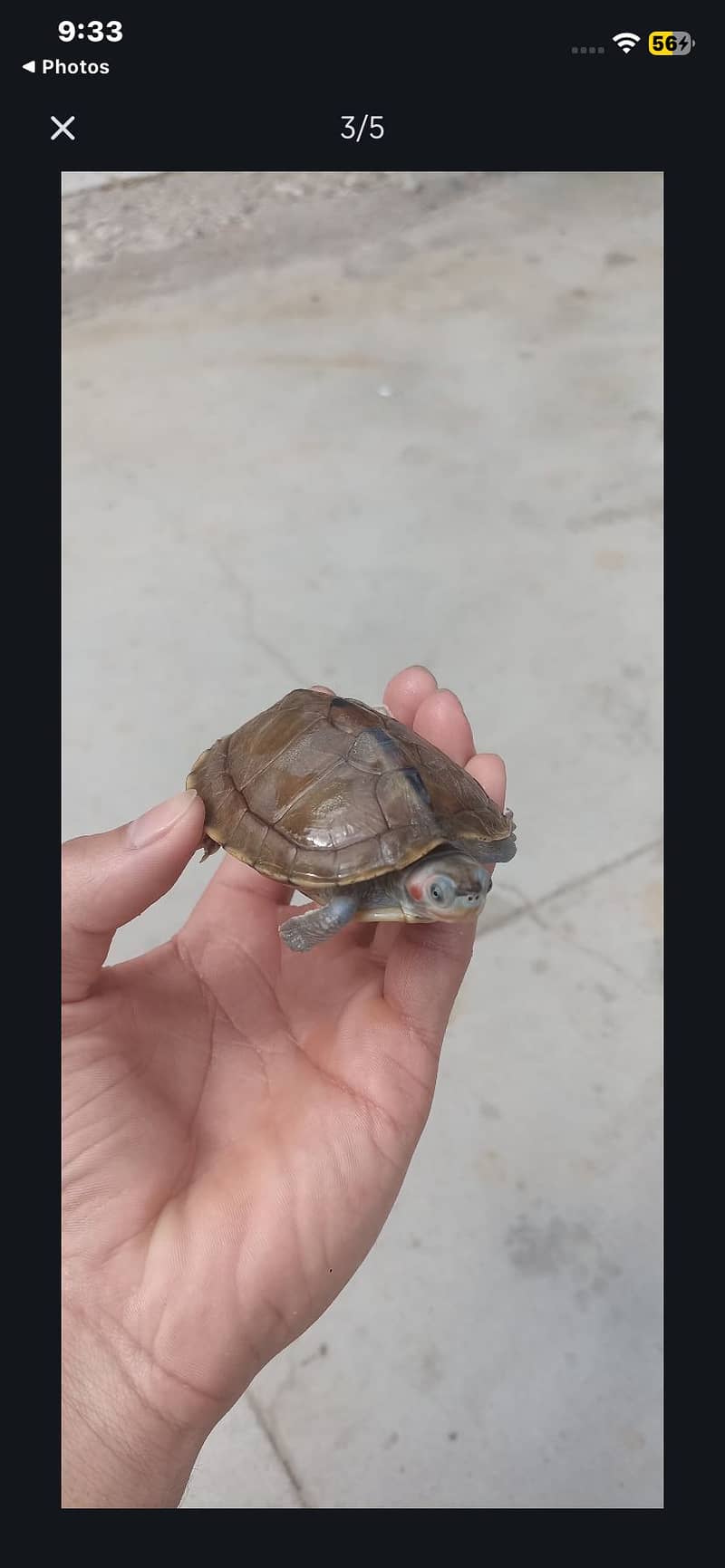 French Turtle with red cheeks 0