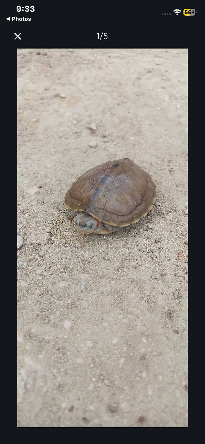 French Turtle with red cheeks 1