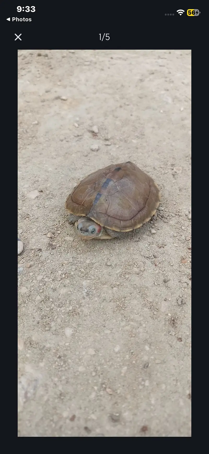 turtle — photo 2
