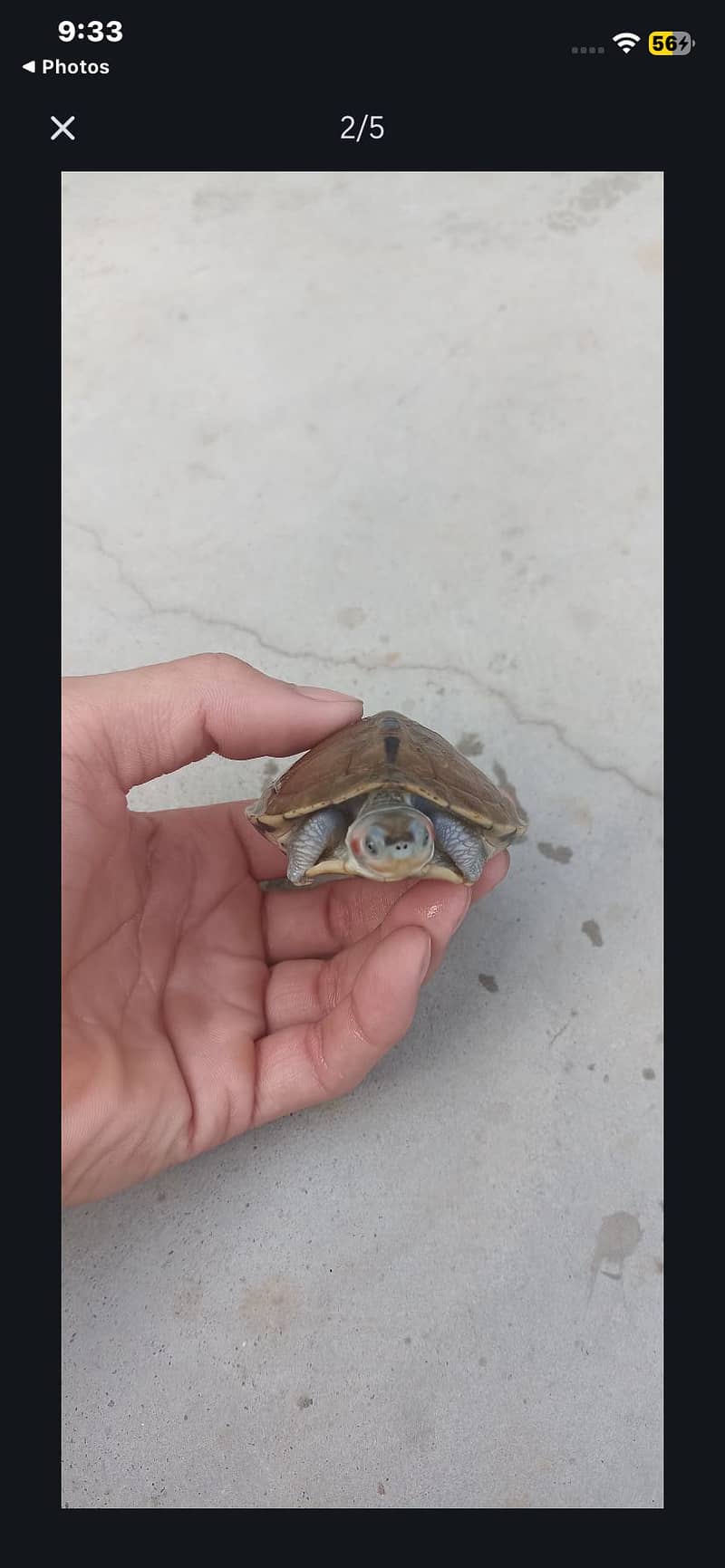 French Turtle with red cheeks 2