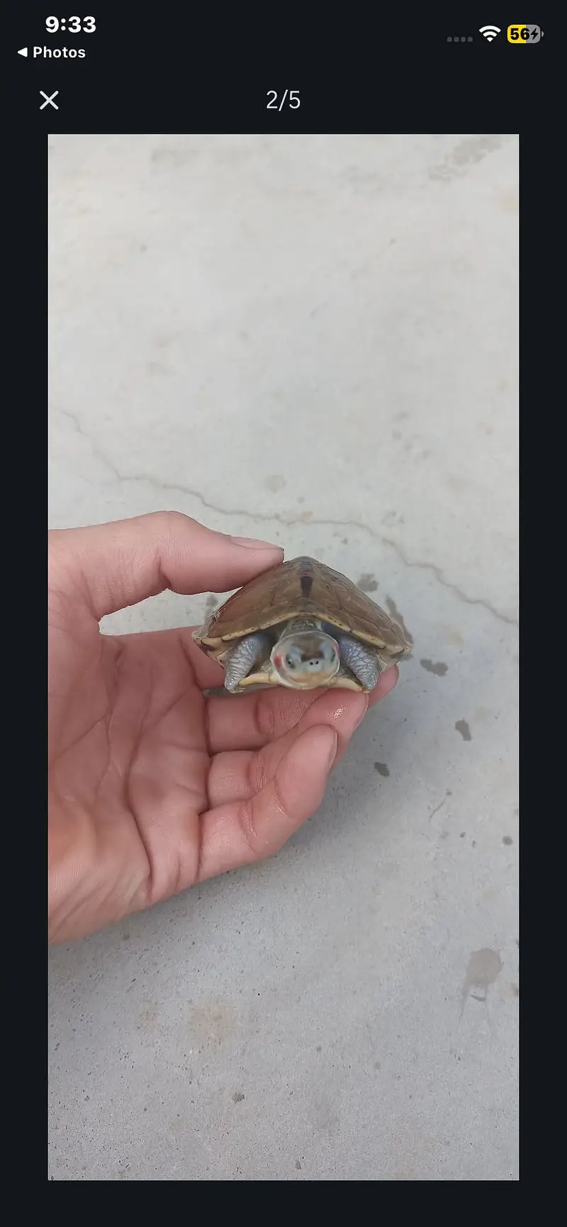 turtle — photo 3