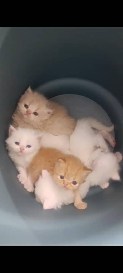 Persian male,female kittens available for sale in reasonable price