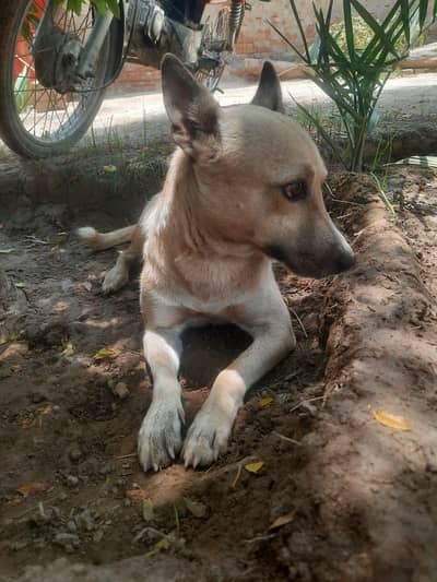 Healthy Male Dog for Sale – German Shepherd Mix / Desi Mixq