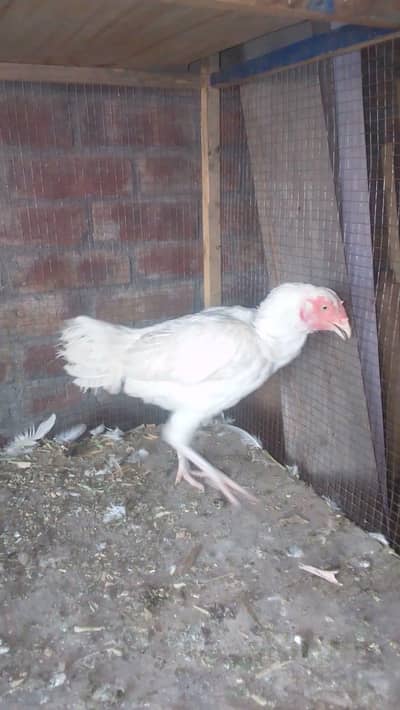 Heera Aseel female