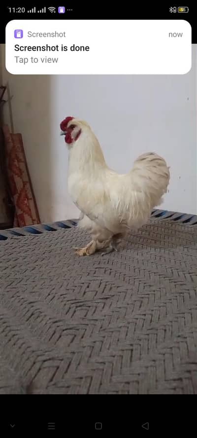 cocktail 3pic and bantam white 2 pairs