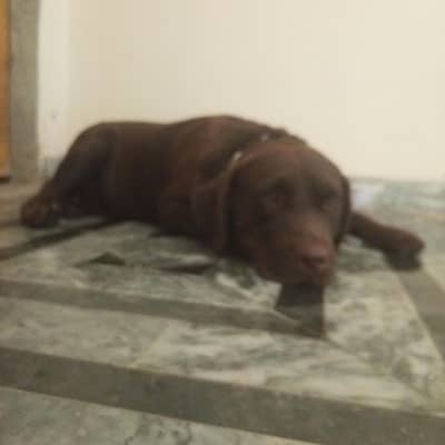 labra dog