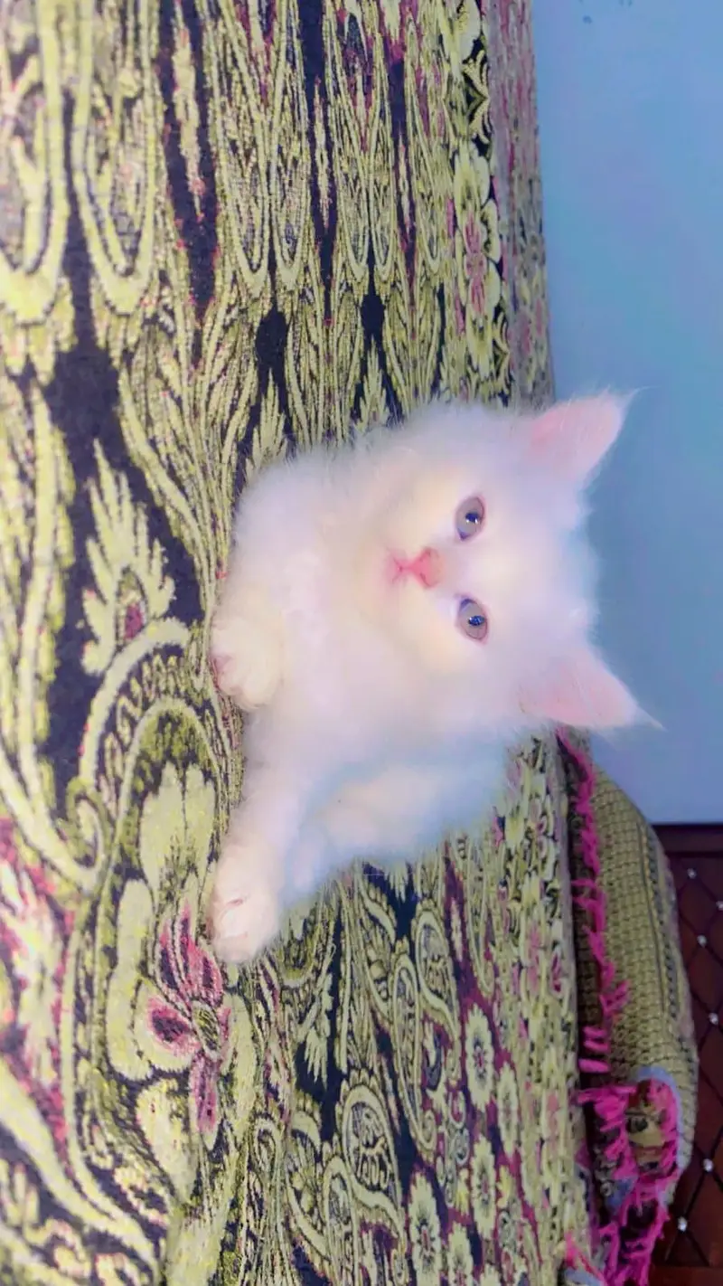 Fluffy Persian Kitten pair {Double Coated} Healthy and playful — photo 2