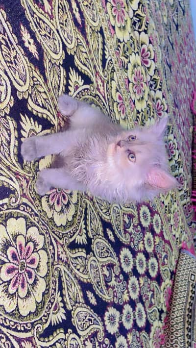 Fluffy Persian Kitten pair {Double Coated} Healthy and playful