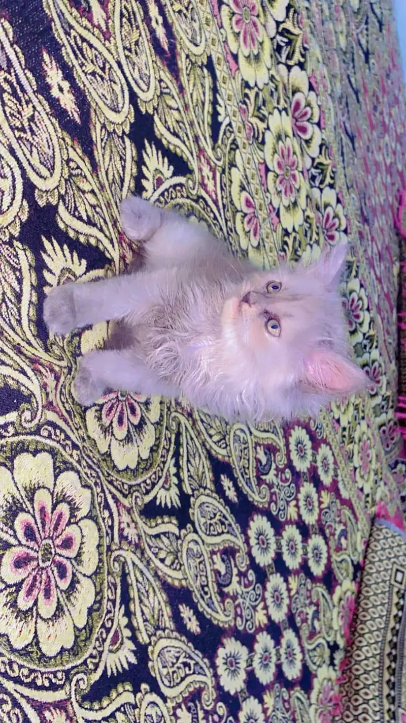 Fluffy Persian Kitten pair {Double Coated} Healthy and playful