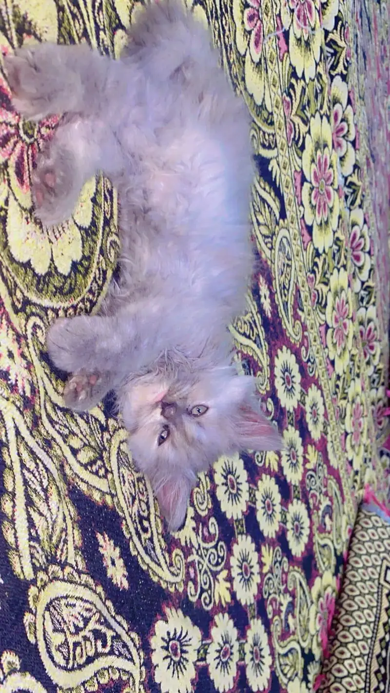 Fluffy Persian Kitten pair {Double Coated} Healthy and playful — photo 3