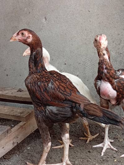 aseel | long hight vaitnam | aseel chicks for sale|