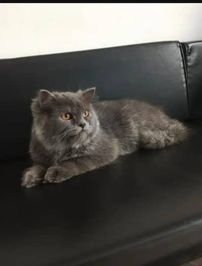 On Adoption: Gray Persian triple coated cat