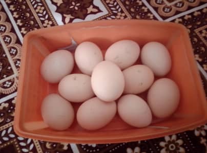 Golden ASIL Han dasi eggs