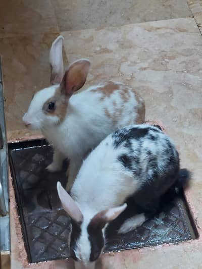 two rabbits