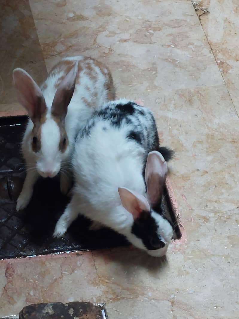two rabbits 1