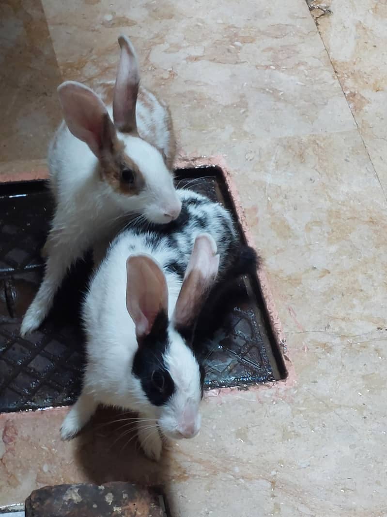 two rabbits 2