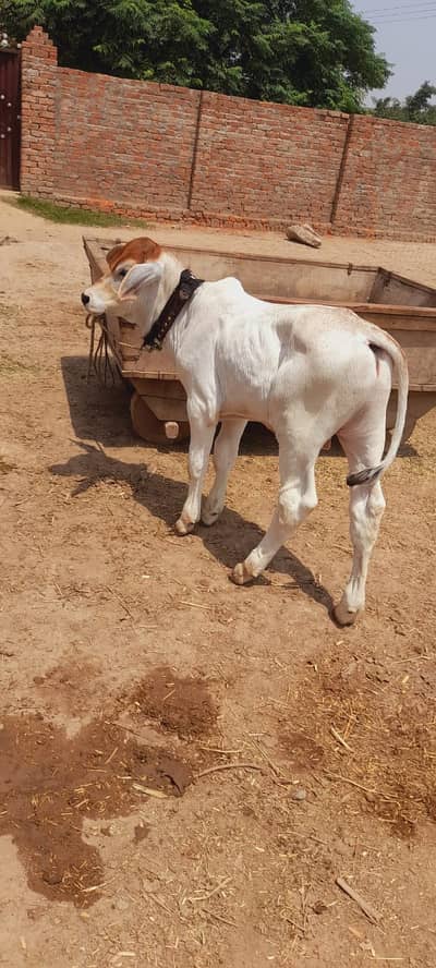 Bull | Wcha | Bchra | Brahman Bull | Brahmann Bchra | Bull For Sale